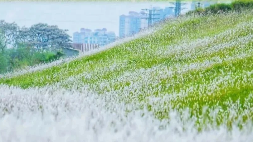 满山的茅草花海！！就在佛山